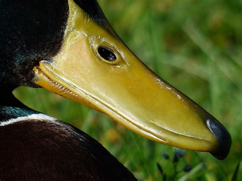 Duck With Teeth