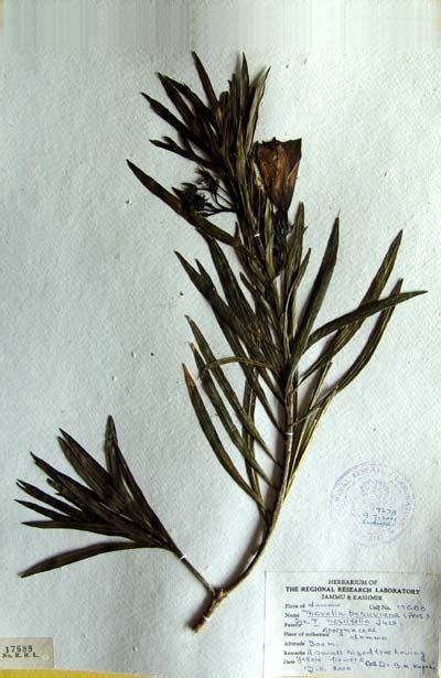thevetia_peruviana
