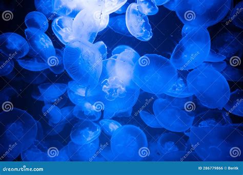 Common Jellyfish or Moon Jelly, Group of Aurelia Aurita at the Brackish ...