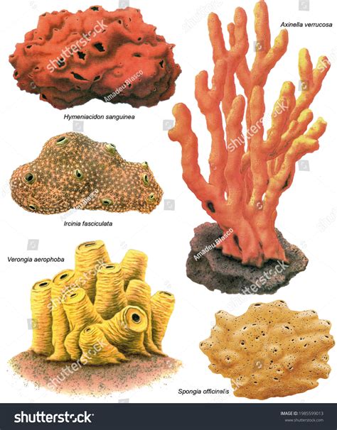 Zoology Invertebrates Porifera Sponges Various Species Stock ...