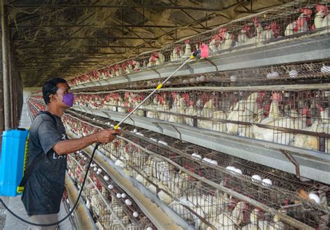 Bird flu scare: Human-to-human, birds-to-human transmission, symptoms ...