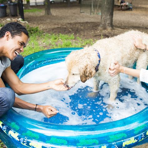 Scrub A Dub Dog Grooming - legiongreen