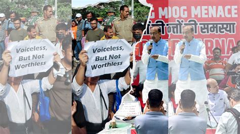 CJI Gavai refers stray dogs matter to larger, 3-judge bench amid anger ...