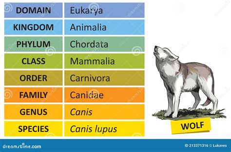 Taxonomic ranks-wolf stock vector. Illustration of life - 213371316