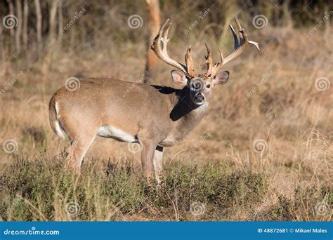 Huge Non-typical big buck stock image. Image of huge - 48872681