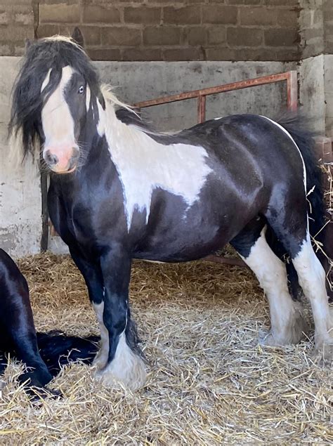 What Is A Cob Horse? — Strathorn