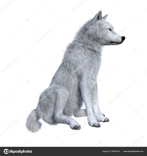 Wolf Sitting