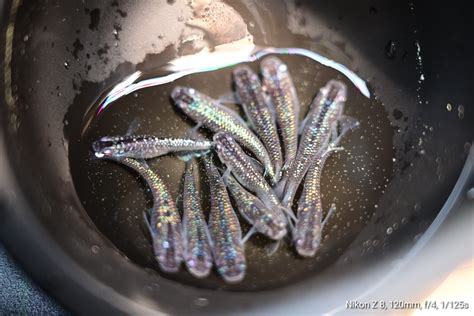 Dark Sapphire Medaka Rice Fish Eggs 20 fertilized eggs - US Bred ...