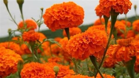 Valley of flowers in Uttarakhand opens for tourists: Things to do ...