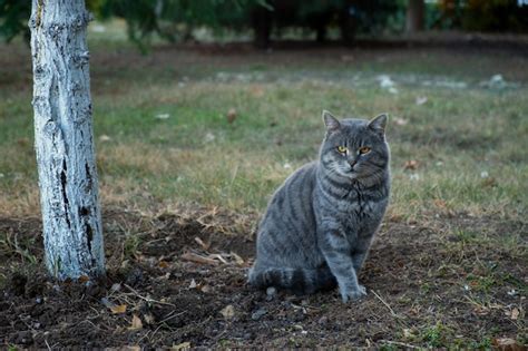 Striped angry cat sitting park closeup portrait | Premium Photo