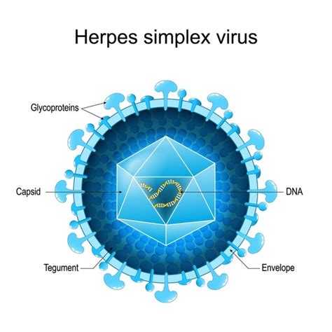 Basic Virus Structure 的图像结果
