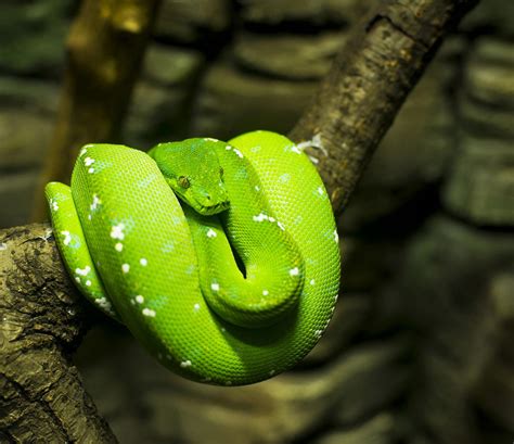 Image result for David Brahms Green Tree Python