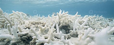 Corals Dying 的图像结果