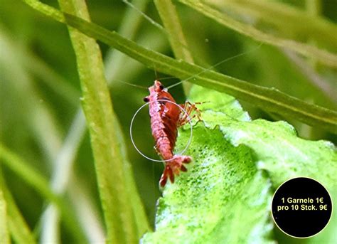 Kostenlose Kleinanzeigen - Deutschland