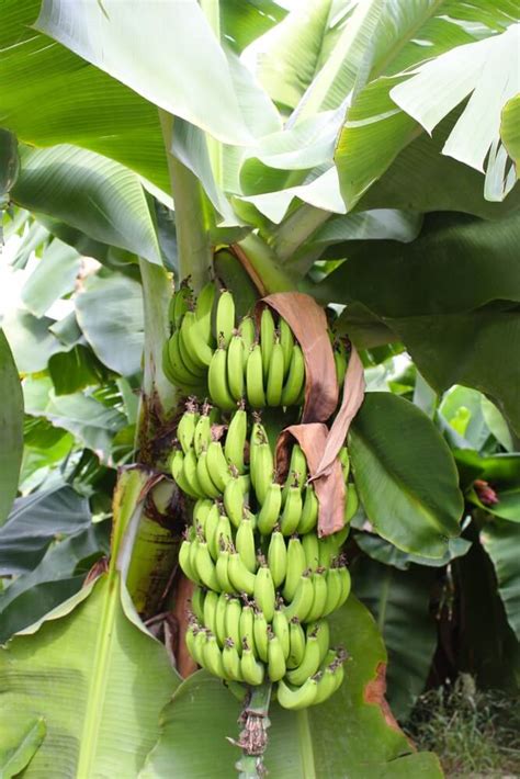 How to Start Banana Tree 的图像结果