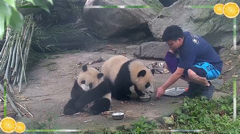2022成都大熊猫繁育研究基地游玩攻略,终于找到地方了，好多熊猫，...【去哪儿攻略】