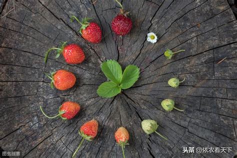 草莓种植要求高，要想果大味美效益高，三条“舍得”措施得做好