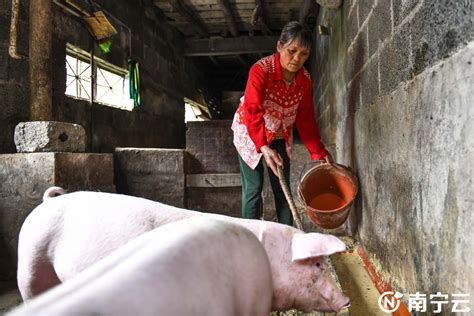 马山县古今村：“3+1”产业模式 推动全村贫困户发展生猪养殖|特色产业|养殖业_新浪新闻
