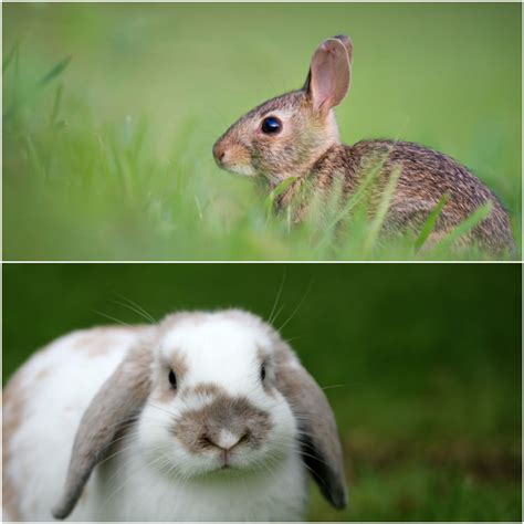 What Are the Differences Between a Pet Rabbit vs Wild Rabbit?