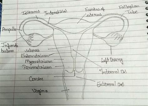 Image result for Male Reproductive System Easy Drawing