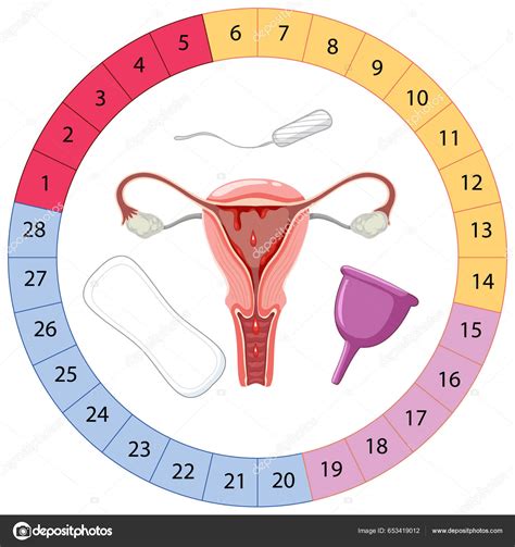 Etapas Ilustración Del Ciclo Menstrual Vector de stock #653419012 de ...