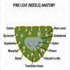 Diagram of internal pines structure - Brainly.in