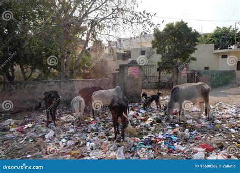 Animals in Trash Heap in in Jaipur Stock Photo - Image of india, park: 96600382