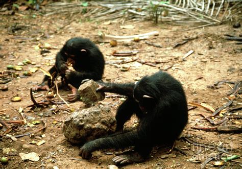 Image result for Chimps Using Sticks for Tools