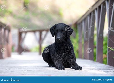 Black Curly Coated Retriever Dog Stock Image - Image of curly, canine ...
