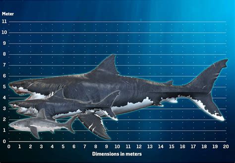 Megalodon - meet the largest shark ever here | scienceillustrated.com