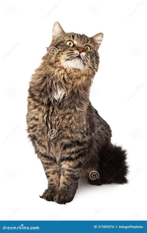 Long Haired Tabby Cat Sitting Looking Up Stock Photo - Image of animal ...