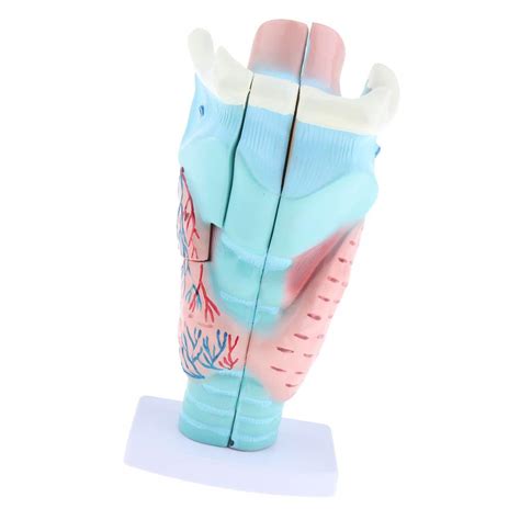 Buy Magnified Human Larynx Functional Model Anatomical Study 3 Parts ...