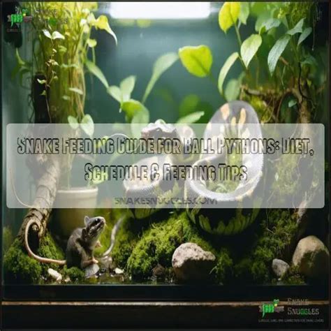 Image result for Python Snake Diet