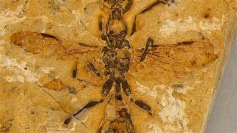 Descubren el fósil de hormiga más antiguo del mundo: demuestra que ...