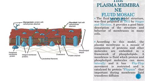 Image result for Cell Membrane Structure and Function