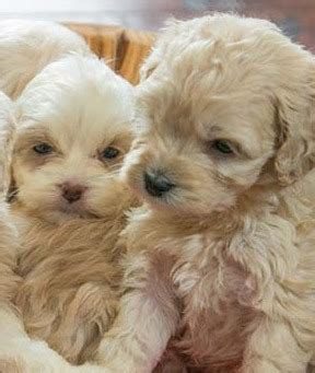 Image result for Cockapoo Breeders