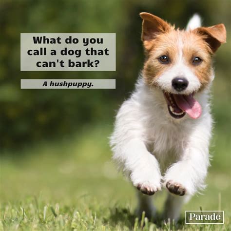 Humorous Dogs 的图像结果