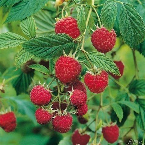 Red Raspberry Bush 的图像结果