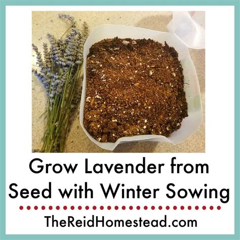 How to Grow Lavender from Seed using the Winter Sowing Method