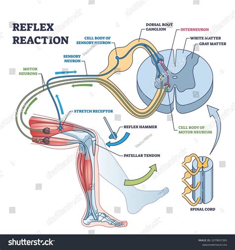 Patellar Tendon Reflex
