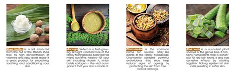 Buy Korus Essential Shea Butter Body Lotion - Nourish and Hydrate Your ...