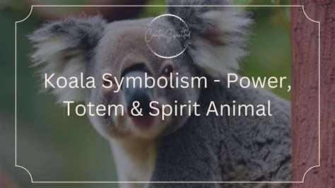 Koala Symbolism - Power, Totem & Spirit Animal
