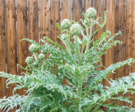 How to grow artichokes - expert tips for bumper harvests | Homes and ...