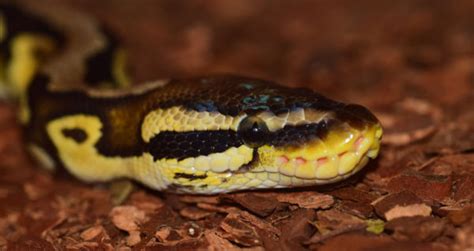 Image result for Ball Python Substrate