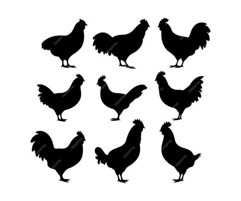 Premium Vector | Set of detailed quality vector silhouettes of chickens hens roosters