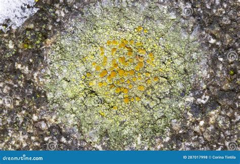 Caloplaca is a Lichen Genus Comprising a Number of Distinct Species.Members of the Genus are ...
