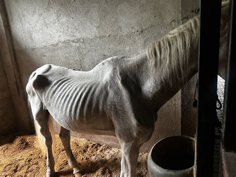 Animal cruelty - Review of The Chedi Ninghai, Ninghai County - Tripadvisor