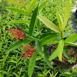 Metro Garden - Product Details |Top Wholesale nursery garden in kerala ...