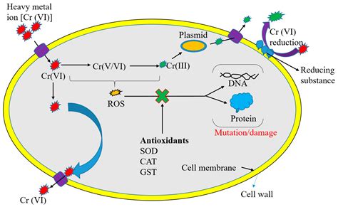 Microbial-Based Heavy Metal Bioremediation: Toxicity and Eco-Friendly ...