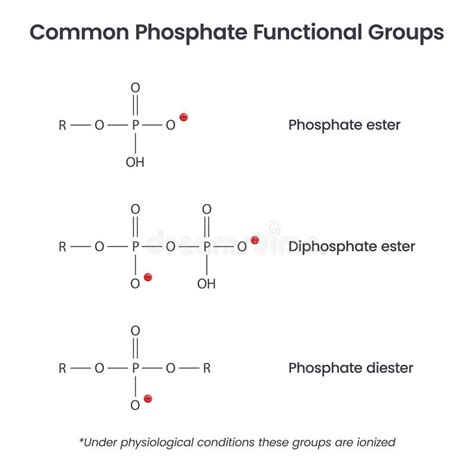 Image result for Phosphate Group Structure